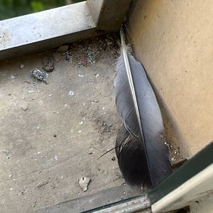 99视频国产精品
